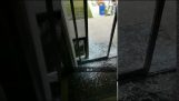 Dog breaks a glass door