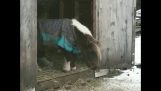 En pony er begeistret når en trappe senkes