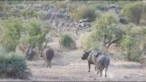 Buffalo bespaart een kleine kudde olifanten van leeuwen