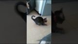 Den märkliga spel av en katt med en boll