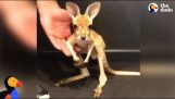 Az első ugrik egy kenguru