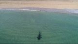 Kaplan köpekbalığı Miami Beach yüzücüler yanında geçer