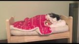 Kočka chodí spát v její posteli
