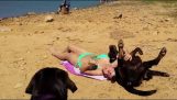 På stranden med en labrador