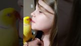 Папагалът разпространява целувки