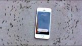 Le comportement bizarre des fourmis autour d'un téléphone cellulaire
