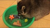 Tvättbjörnen tvättar hans leksaker