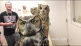 Owls pe camera foto