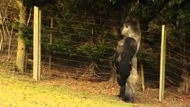 gorilla ember találkozik love társkeresö