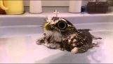 Een kleine OWL ontspant in het water