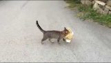 Mačka ukradol loytrini Tiger suseda
