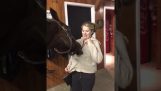 Το άλογο διασκεδάζει με το φερμουάρ