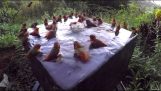 30 طائرًا طنانًا يتمتعون بالاستحمام