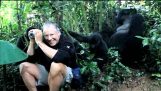 Encontro com os gorilas