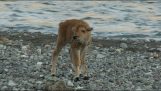 Μικρός βίσονας επιβιώνει σε επίθεση από λύκο