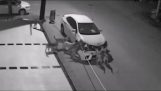 Zwerfhonden vernietigen van de auto om een ​​kat te vangen