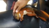 ressuscitação cardiopulmonar em um esquilo