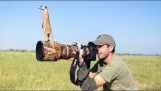 Photographing the Meerkat