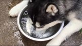 Huskies lavet bobler