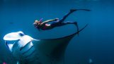 Snorkeling with giant stingrays