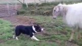 כלב הצאן נע כבשה עקשנית בחצר