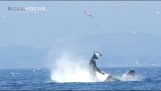Kardszárnyú delfin dobálja a pecsétet a levegőben