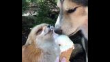 Dog and Fox sharing an ice cream
