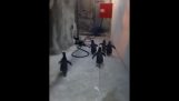 A menekülés a pingvinek
