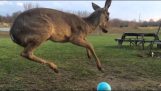 Маленький олень хочет играть с мячом