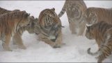 Siberian tigers against drone