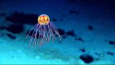 Чужорідних медузи
