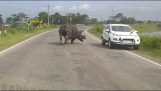 Ρινόκερος επιτίθεται σε αυτοκίνητα