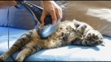 Le chat et la machine de massage