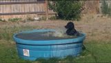 Un jeu de labrador dans une piscine