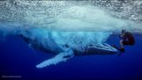 Imponerende skudd fra hoppe av en hval