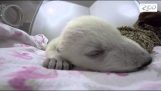 Коли маленький білий ведмідь бачить сни