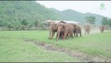 Слоны бежать, чтобы увидеть их новый сосед по комнате