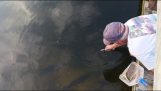 Zkušený rybář chytat ryby holýma rukama