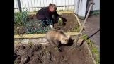 Плюшевый медведь помогает садоводство