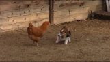 Kutya vs csirke