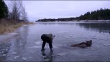 Salvare un elan din lac înghețat