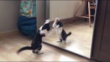 Kitten ziet voor het eerst een spiegel