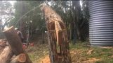 Τεχνική ενός ξυλοκόπου για να κατευθύνει την πτώση ενός δέντρου