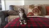 एक बिल्ली का बच्चा नृत्य “Uptown दुर्गंध”