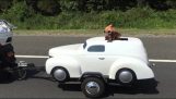 Il cane ha la sua auto