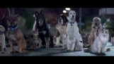 Reklama pro léčbu zvířat organizace Blue Cross
