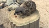 Le suricate ne partage pas sa nourriture