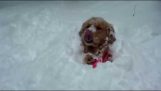 Câini în zăpadă