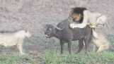 Lion attack in buffaloes with unexpected end