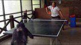 Chimpanzee playing table tennis